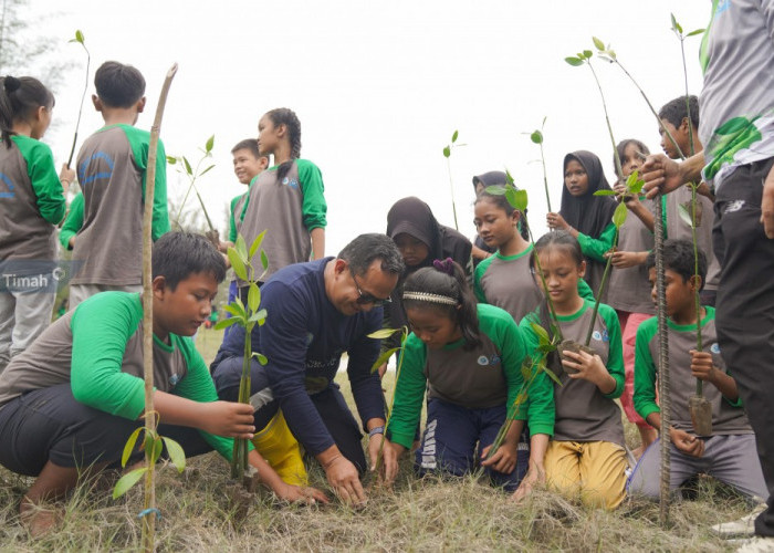 Program Dukung Sekolah Adiwiyata, PT Timah Tbk Bersama Pelajar di Kabupaten Bangka Tanam 3000 Bibit Mangrove 