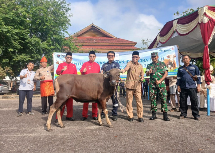 Di Momen Iduladha dan HUT ke-23 Kabupaten Bangka Barat, PT Timah Berbagi Kebahagiaan Melalui Hewan Kurban