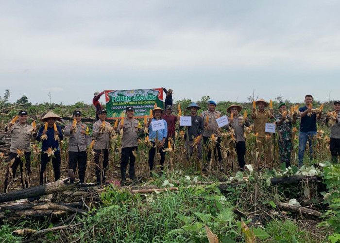 Polsek Payung Panen Jagung di Lahan 3 Hektar, Segini Hasilnya 