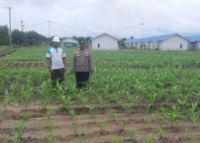 Dukung Ketahanan Pangan, Polres Bateng Tanam Jagung