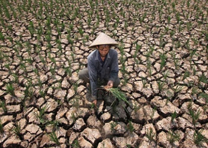 Indonesia Sentris : Mitigasi Perubahan Iklim dan Bencana Yang Berkelanjutan 