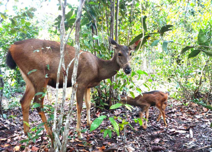 Mini Zoo Taman Kundur Jadi Destinasi Edukasi Tentang Satwa, Warga Bisa Melihat Berbagai Satwa