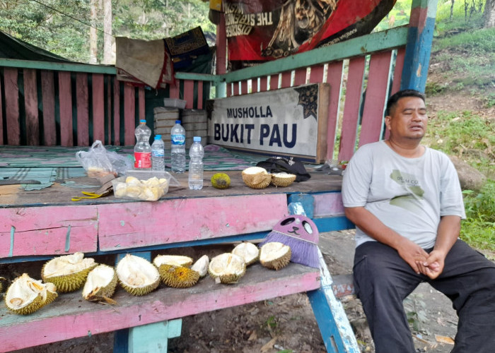 Luar Biasa, Sensasi Makan Durian Jatuh di Bawah Bukit Pao Bangka Tengah 