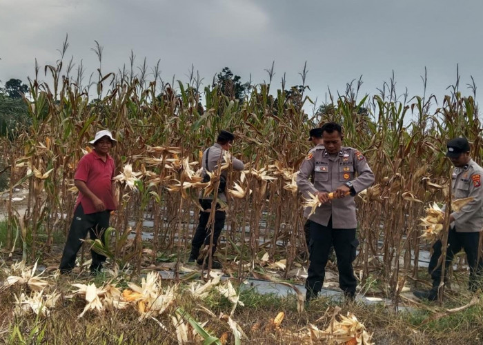 Ketahanan Pangan Polres Basel Panen Jagung Kuartal II, Segini Hasilnya 