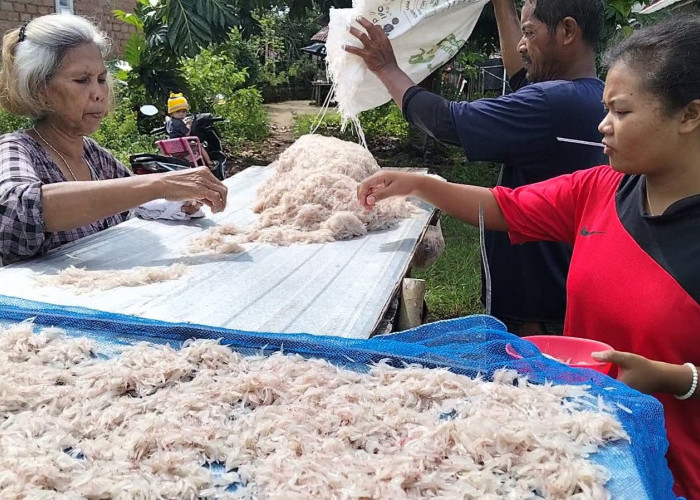 Berkah Iduladha, Nelayan Sungkur Toboali Panen Udang Rebon