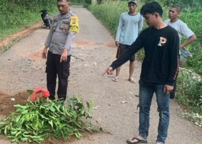 Pemotor Tewas Tertimpa Pohon Karet Saat Melintas di Desa Simpang Yul