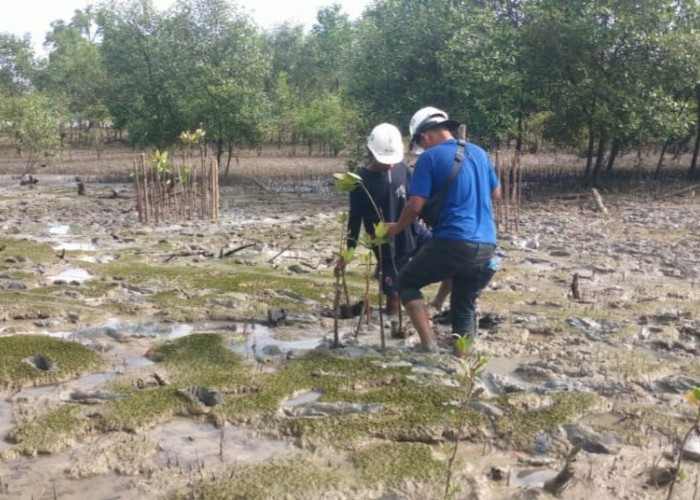 Cegah Abrasi, PT Timah Kembali Tanam 2500 Pohon Mangrove di Pantai Gemuruh    