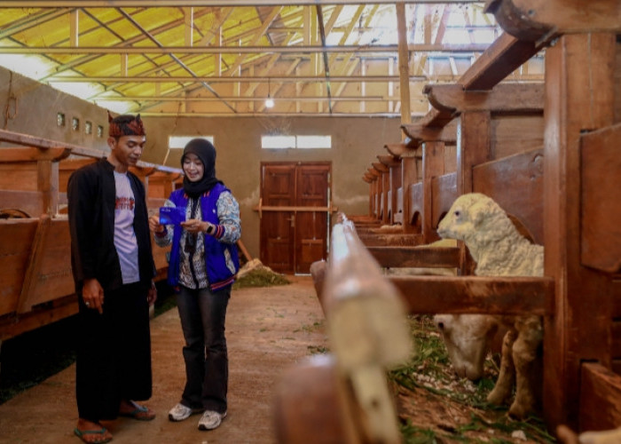 Idul Adha Jadi Momentum, BRI Peduli Tingkatkan Produktivitas Peternak Domba di Desa BRILiaN Sukalaksana Garut