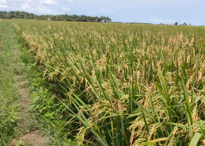 Sawah Desa Rias Terdampak Musim Panas, Petani Mulai Khawatir