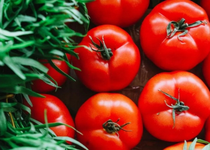 Kamu Hipertensi? Coba Makan Tomat, Ini Manfaatnya        