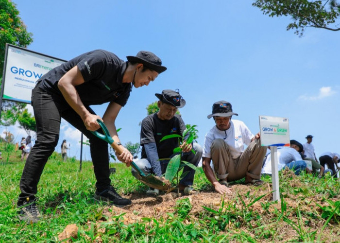 Pulihkan Hutan Bekas Tambang, Aksi Nyata Kelompok Tani Selamatkan Lingkungan Bersama BRI Menanam-Grow & Green