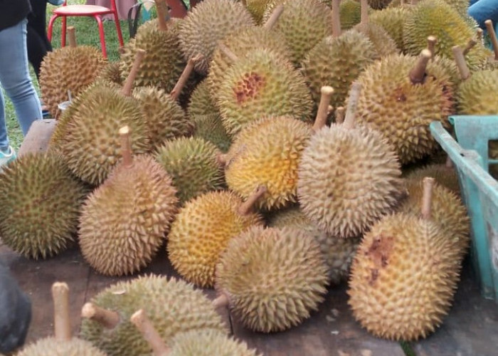Hari ini, Durian Unggulan Mulai Muncul. 'Tai Babi' dan Super Tembaga, Ditunggu!