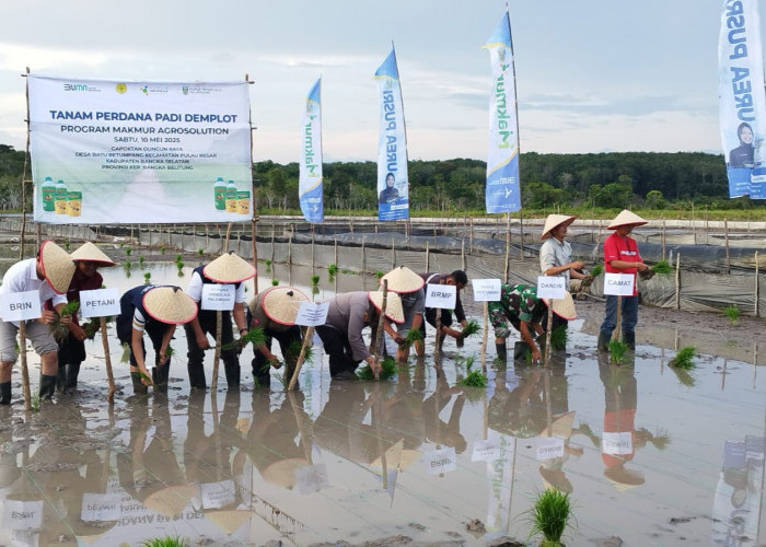 Desa Batu Betumpang Tanam Perdana Padi Demplot Program Agrosolution