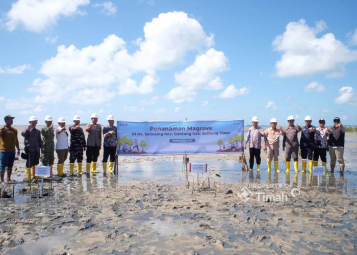PT Timah dan Masyarakat Bergerak Jaga Alam Lewat Penanaman Mangrove di Pantai Mudong