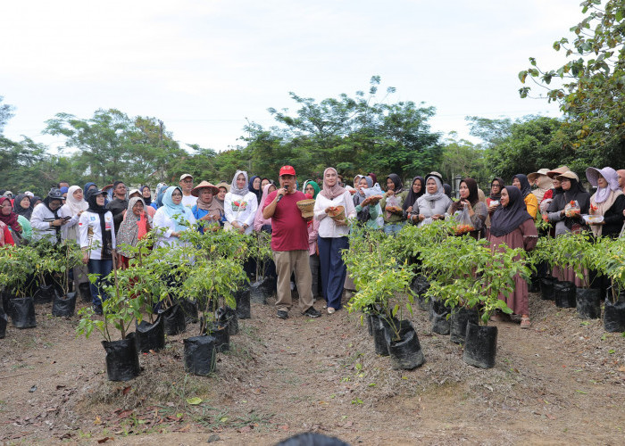 Panen Cabai Bersama, Sumi: Kami Sangat Terbantu Program Pak Gubernur Hidayat Arsani