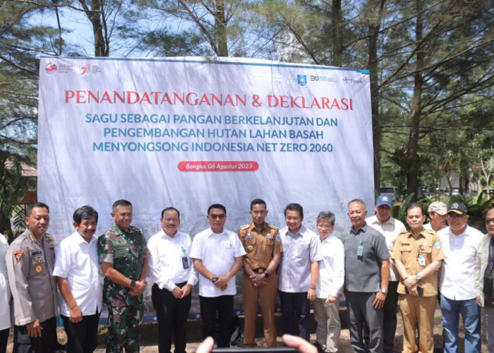 Penanaman Sagu Jadi Solusi Pengolahan Lahan Bekas Tambang