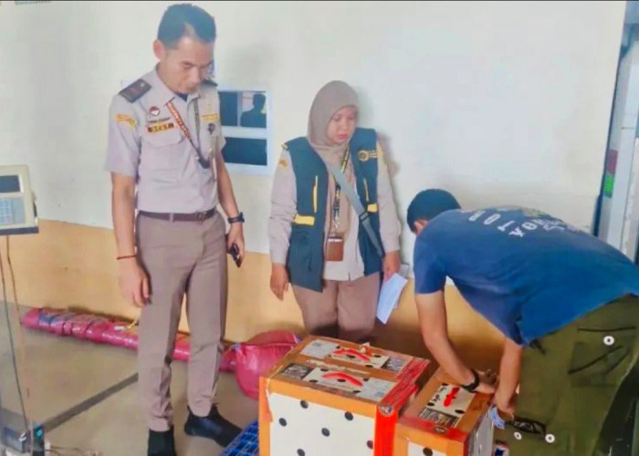Karantina Babel Tolak Ayam Tanpa Dokumen Cegah Flu Burung