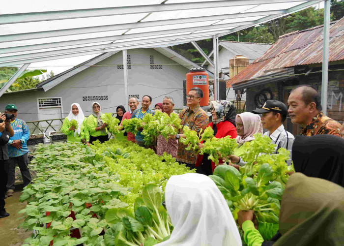 Kelompok Wanita Tani Kemuning Panen Sayuran, Pj Wali Kota Pangkalpinang : Usaha Untuk Mencegah Inflasi