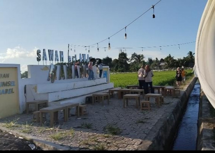 Bukti Nyata CSR Bank Sumsel Babel di Sawah Namang, Dorong Pertumbuhan UMKM dan Sektor Wisata