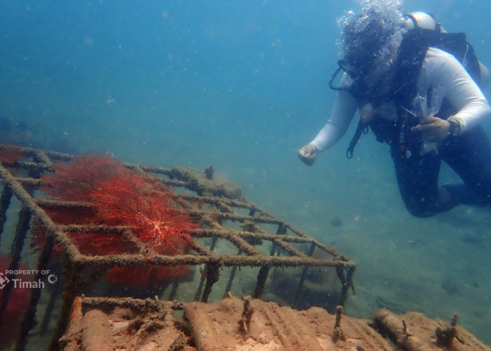 Menjaga Ekositem Pesisir, PT Timah Tenggelamkan Ribuan Artificial Reef Dalam Lima Tahun Terakhir 