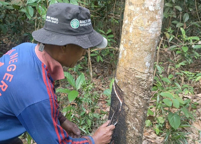 Harga Getah Karet Turun, Petani : Bantu Kami Pemerintah 