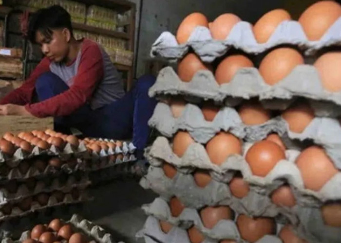 Babel Pastikan Stok Telur Cukup Jelang Maulid Nabi