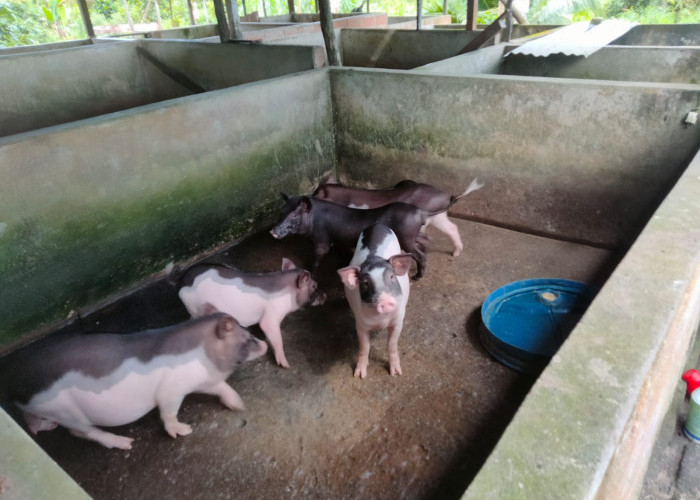 Terima Bantuan Bibit Babi, Peternak di Toboali Kini Hasilkan Puluhan Babi