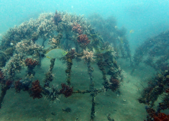 Artificial reef PT Timah di Rambak Berhasil Menjadi Karang Alami