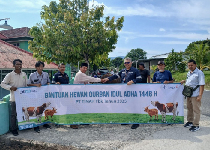 Tebar Hewan Kurban di Bangka Barat, Warga Sebut PT Timah Tidak Pernah Absen Berikan Hewan Kurban