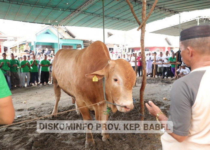 Pemprov. Kep. Babel Potong 29 Ekor Sapi Kurban Iduladha 1444 Hijriah