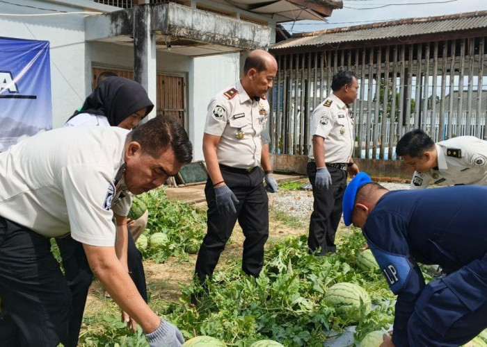 Panen Raya 746 Kg Semangka Warnai Bulan Suci Ramadan di Lapas Pangkalpinang