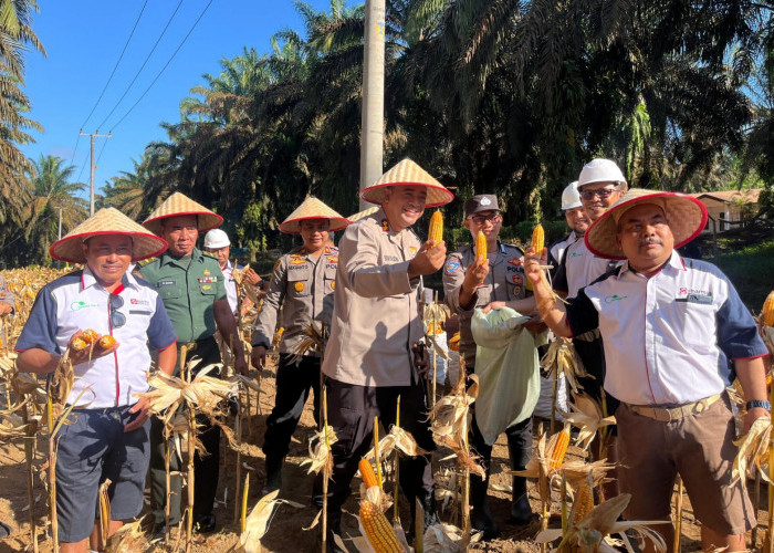 Dukung Ketahanan Pangan Daerah, Kapolres Bangka Tengah kembali panen jagung