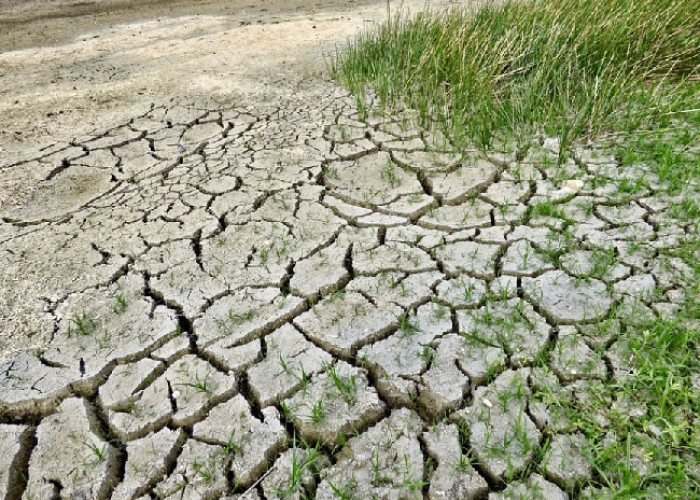 Elnino Mengancam Mulai Mei 2023, Awas Kekeringan, Waspada Daerah-daerah Berikut.. Termasuk Babel...