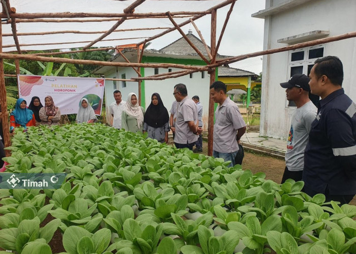 PT Timah Gandeng Kelompok Lanjut Bestari Tanam Sayuran