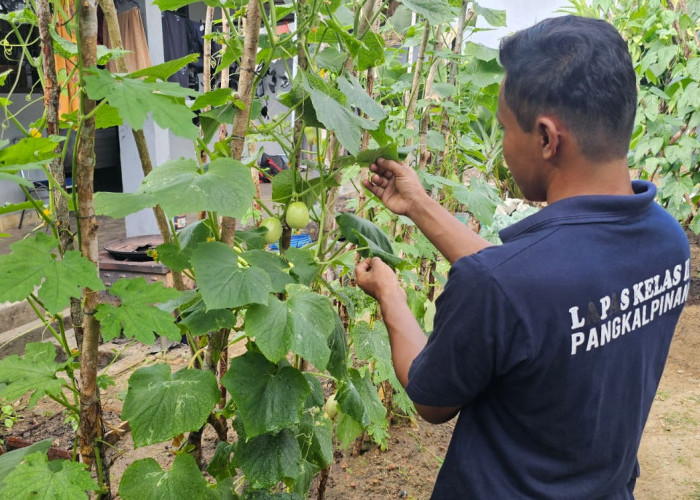 Mentimun Giok Jadi Komoditas Baru Pembinaan Kemandirian Lapas Pangkalpinang