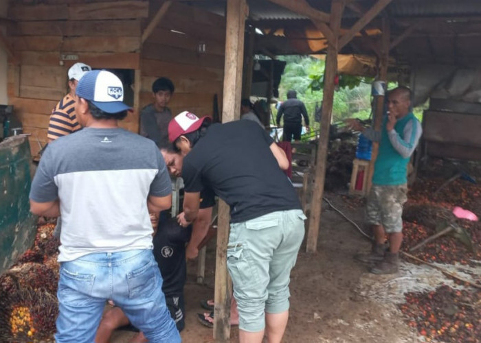 Empat Maling Sawit di Kebun Desa Nibung dan Sempan Tertangkap, Ini Identitasnya