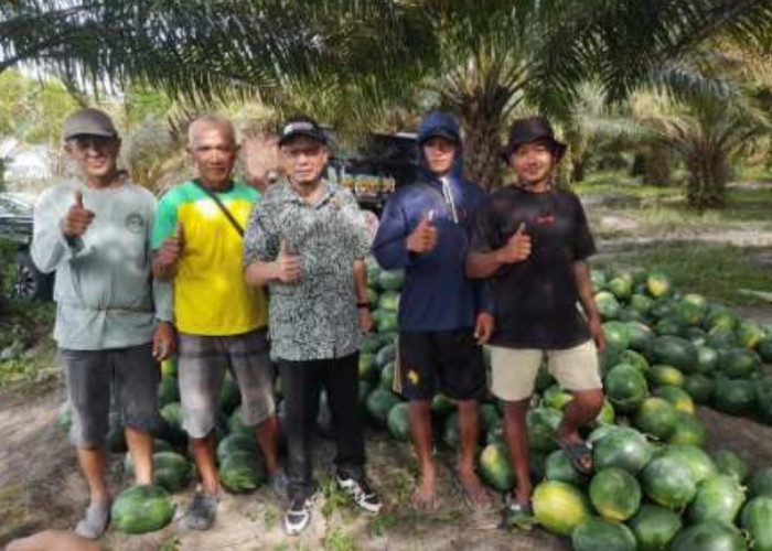 Berkunjung ke Kecamatan Lubuk Besar, Bupati Bangka Tengah Panen Bawang Merah dan Semangka