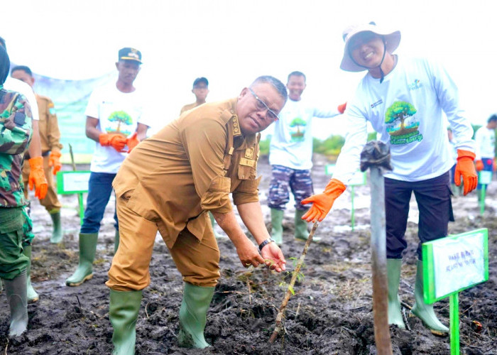 Dukung Energi Bersih, PLN UIW Babel Tanam 10.000 Bibit Pohon Kaliandra melalui Program TJSL di Belitung Timur