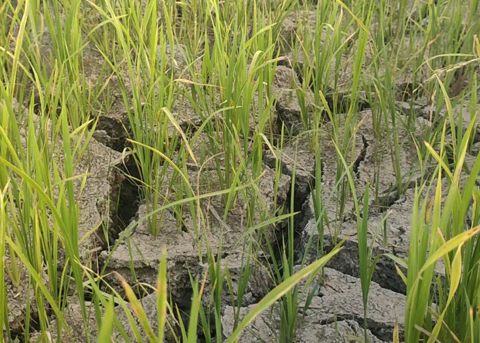Kemarau dan Perbaikan Infrastruktur, Hampir 300 Hektare Lahan Petani di Basel Terdampak