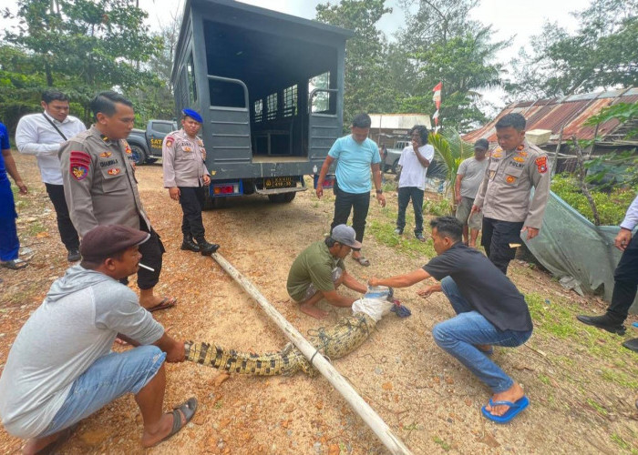 Buaya yang Meneror Warga Mentok Akhirnya Tertangkap