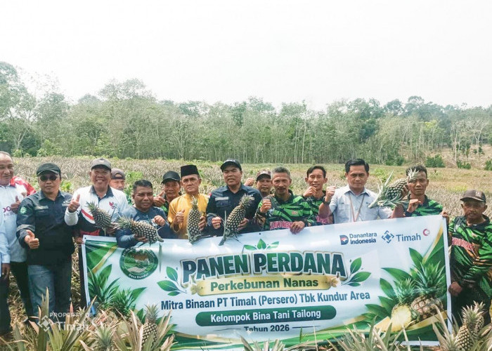 Panen Perdana Nanas Binaan PT Timah, Petani Kundur Bidik Ekonomi Lokal Makin Bergeliat   