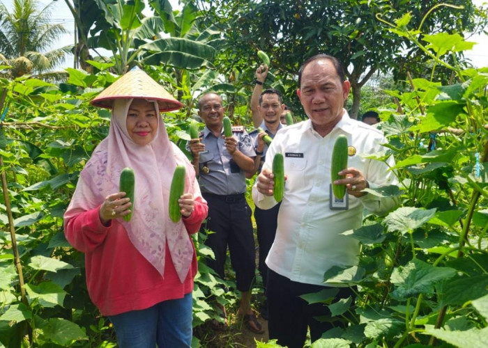 Lapas Pangkalpinang Panen Mentimun Capai 341 Kilogram