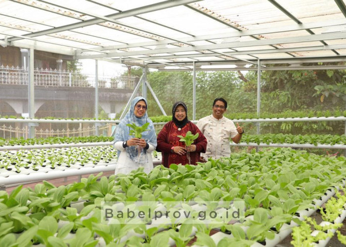 Perempuan Kep. Babel Belajar Dari We Farm Hidroponik 
