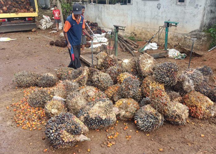Alasan Ekonomi, Dua Buruh Harian dan Satu Petani Curi TBS PT BAM 