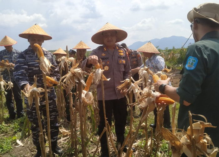Dukung Swasembada Pangan, Polres Bangka Panen Jagung Kuartal Dua di Lahan PT.GML