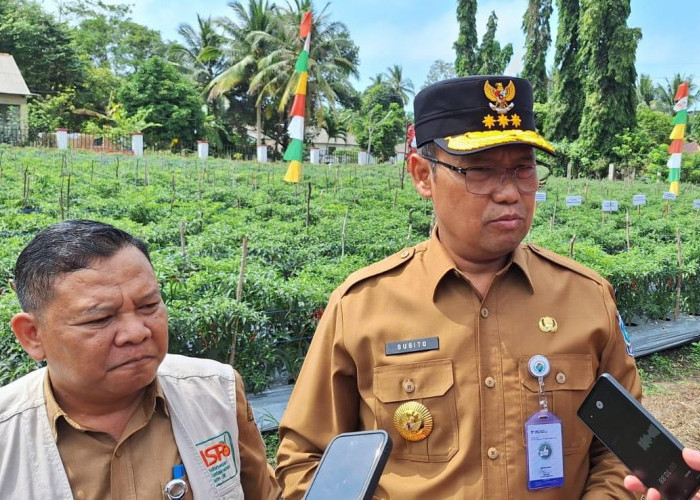 BPP Toboali Panen Cabai Keriting, Pj Gubernur ; Upaya Kendalikan Inflasi 