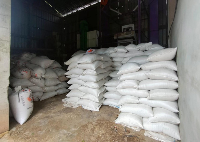 Mitra Bulog Penggilingan Rias Makmur Serap 200 Ton Gabah Hasil Panen Periode IP 200