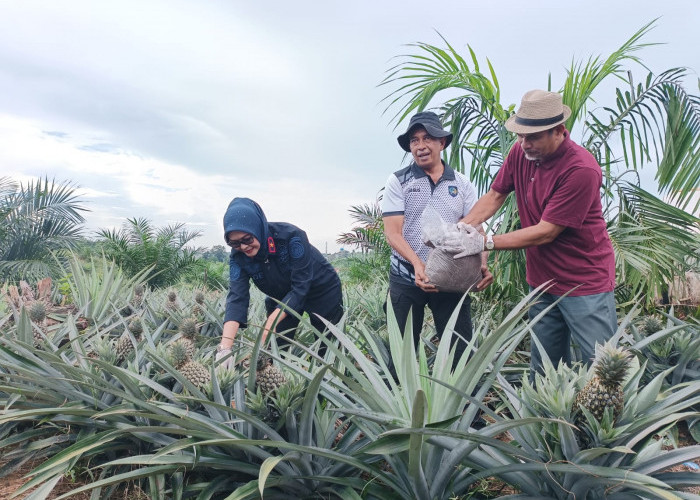 Kanwil Ditjenpas Babel dan Lapas Pangkalpinang Dorong Ketahanan Pangan Lewat Kompos di Kebun Adat Tuatunu Inda