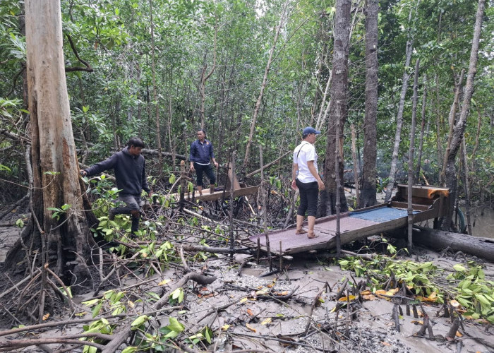 Parah, Mangrove Lepong Dirambah TI Tungau