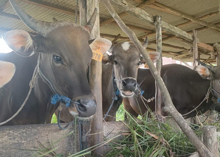 Permintaan Hewan Kurban Alami Kenaikan, Dua Sapi Ini Banyak Diminati 